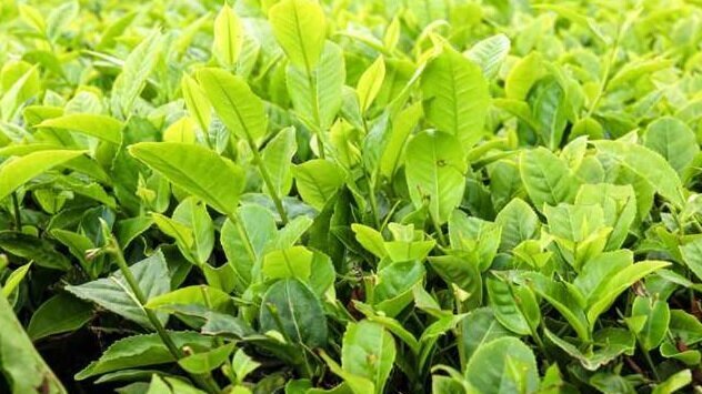 tea leaves