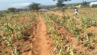 Maize drying up in a farm at Koma location in Matungulu sub-County