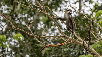Cercopithecus cephus