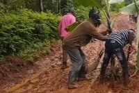 Protesters erecting banana stalks on a muddy road