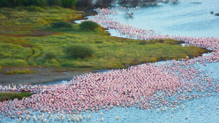 Flamingos