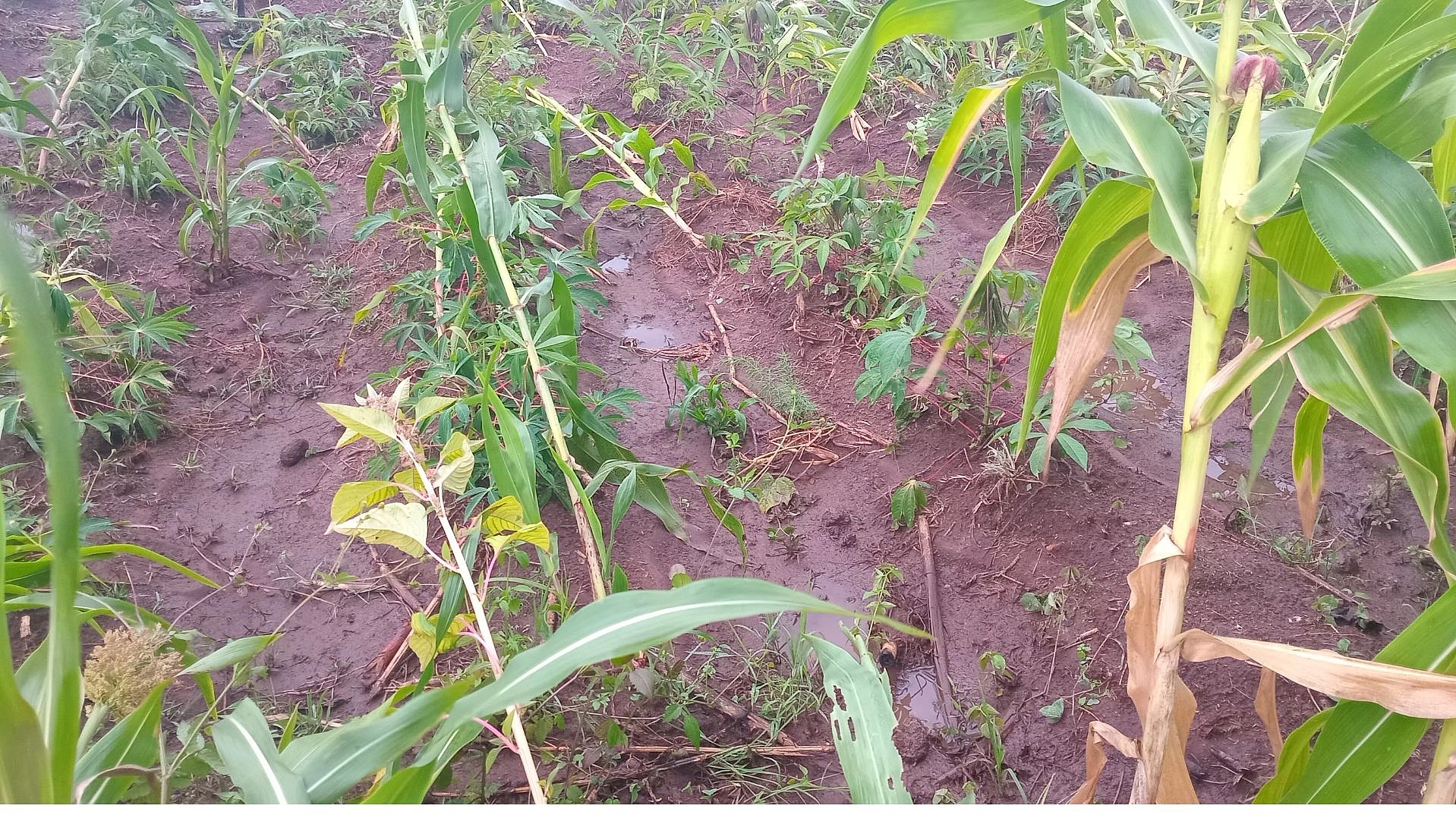 Damaged crops in Migori following heavy downpour