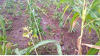 Damaged crops in Migori following heavy downpour
