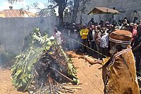 A group of Kikuyu traditional elders perform cleansing rituals following the fall of a revered mugumo (fig) tree