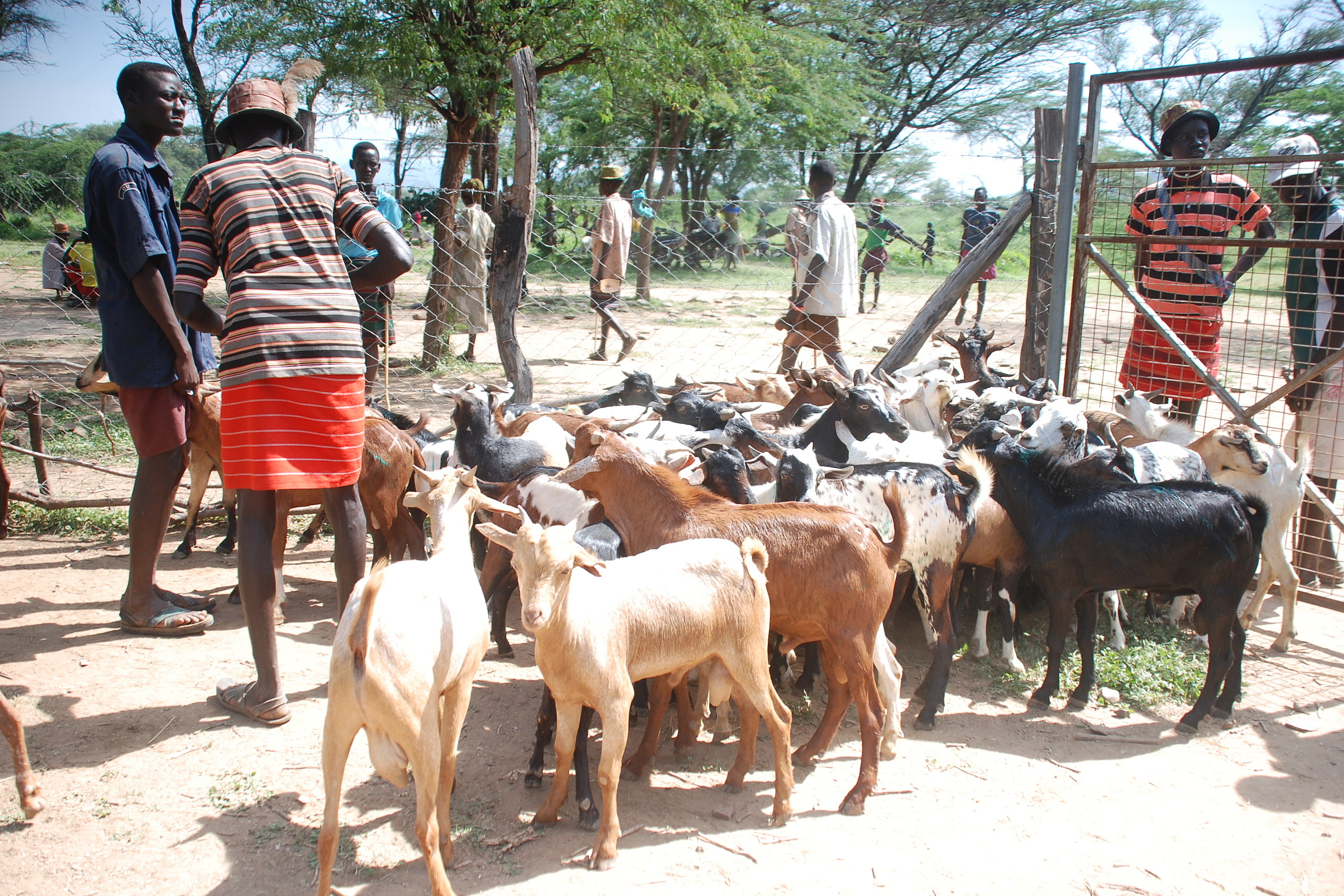 goat auction