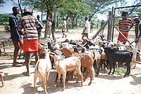 goat auction
