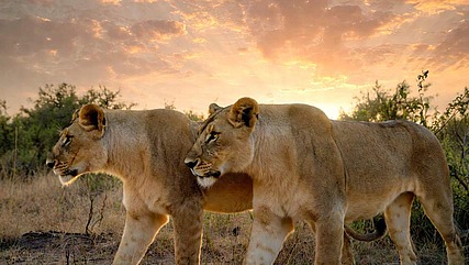An illustration showing two majestic lionesses roaming the African savanna 