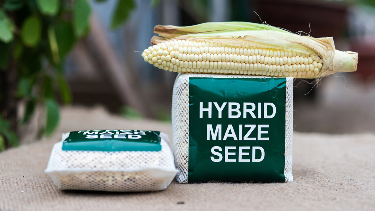 Hybrid maize seed