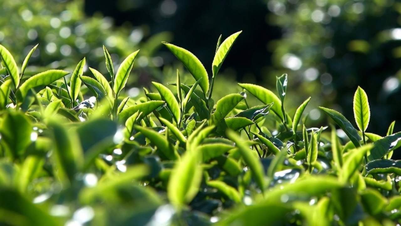 A view of a vast tea plantation
