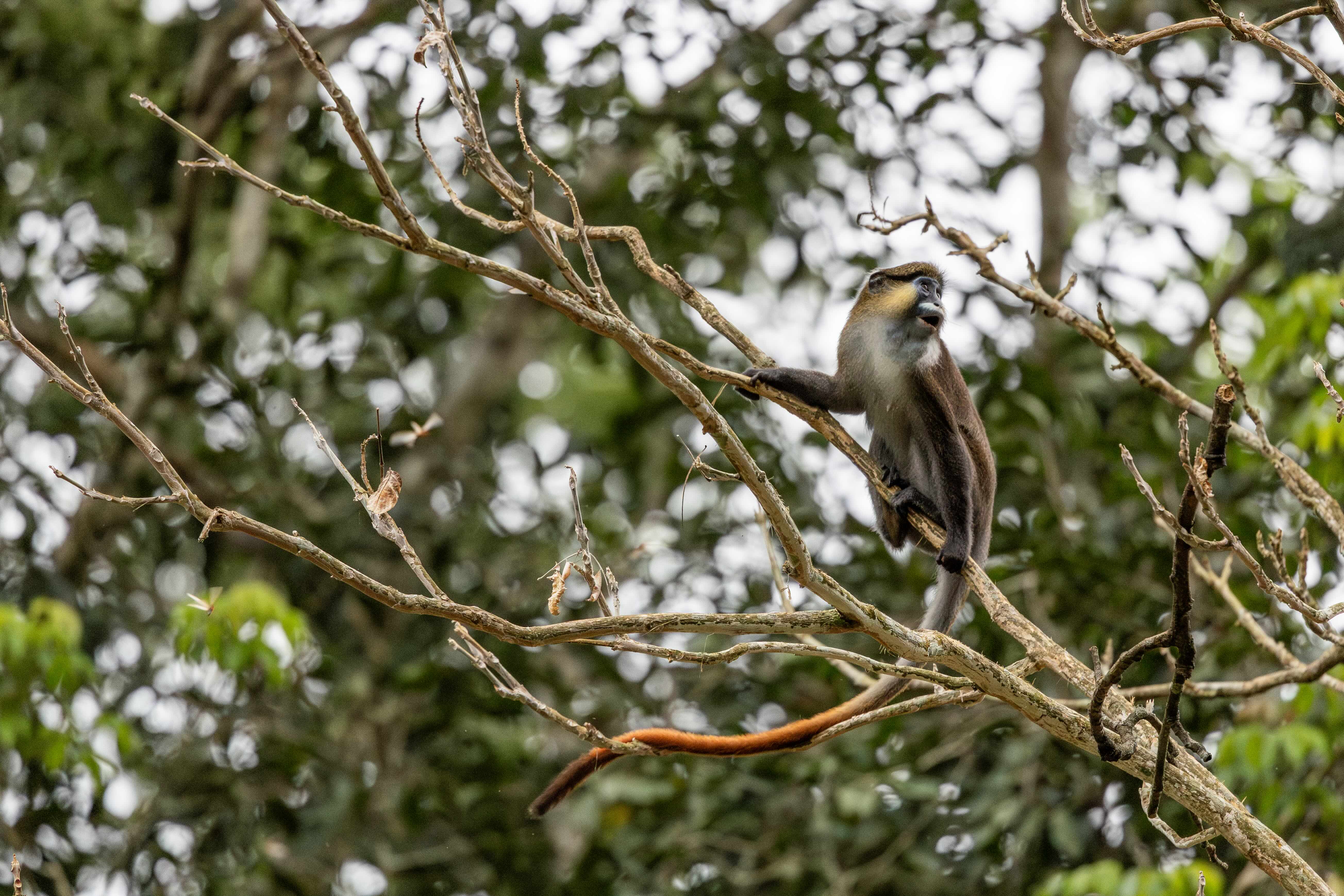 Cercopithecus cephus